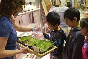 Youth from the Worcester Refugee Assistance Program take care of seedling, Spring 2017.